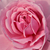 Pink - Bed and borders rose - floribunda - Fluffy Ruffles